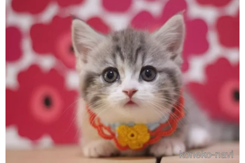 マンチカン(短足)の子猫を探す（14ページ目）｜子猫ブリーダーナビ